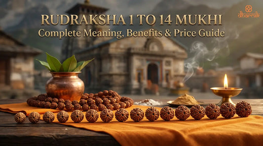 Rudraksha 1 to 14 Mukhi Complete Meaning, Benefits & Price Guide