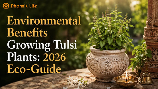 tulsi plant
