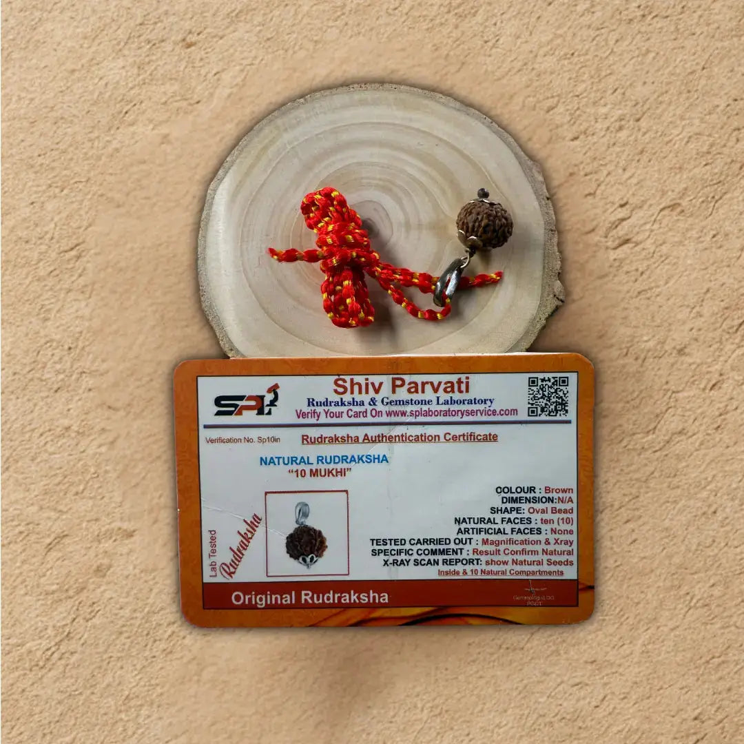 Original 10 Mukhi Rudraksha  with certificate on a wooden slice