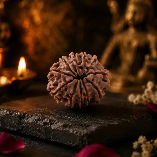 11 mukhi rudraksha closeup image with clear lines