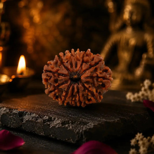12 mukhi rudraksha bead closeup image