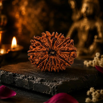 14 Mukhi rdurasjh placed on black plate
