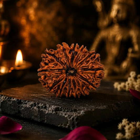 14 Mukhi rdurasjh placed on black plate