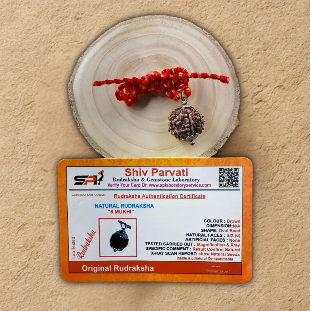 Original 6 Mukhi Rudraksha – Certified Natural Bead of Lord Kartikeya for Courage & Wisdom