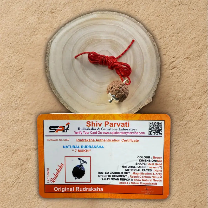 Original 7 Mukhi Rudraksha – Certified Natural Bead 