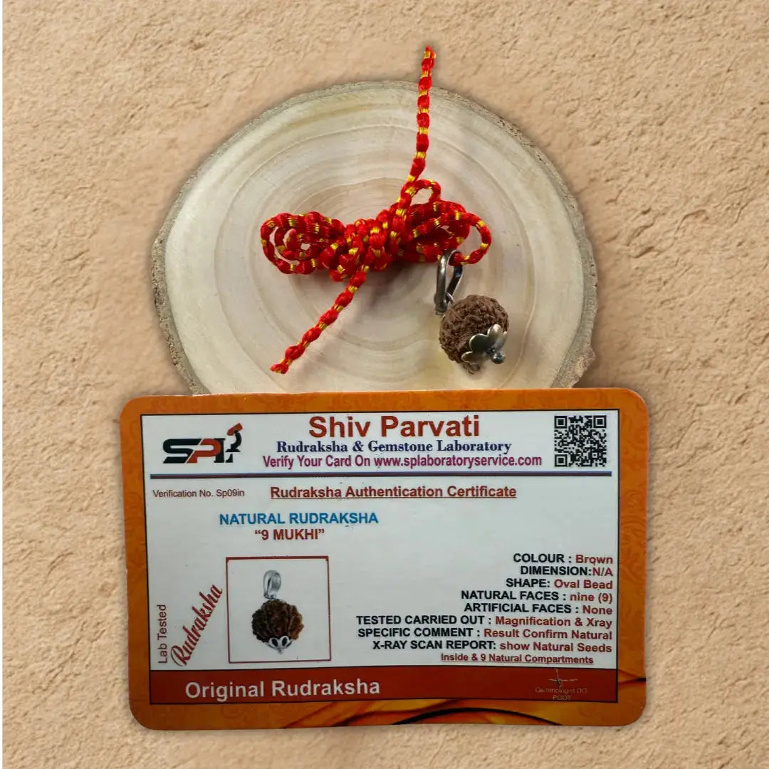 9 Mukhi Rudraksha with Certifiicate