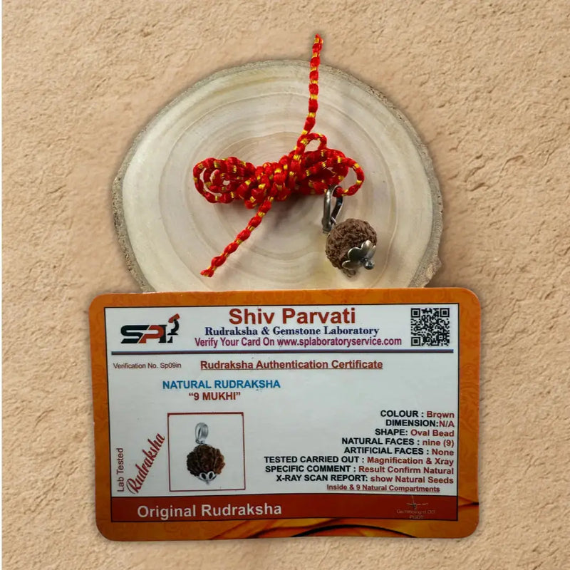 9 Mukhi Rudraksha with Certifiicate