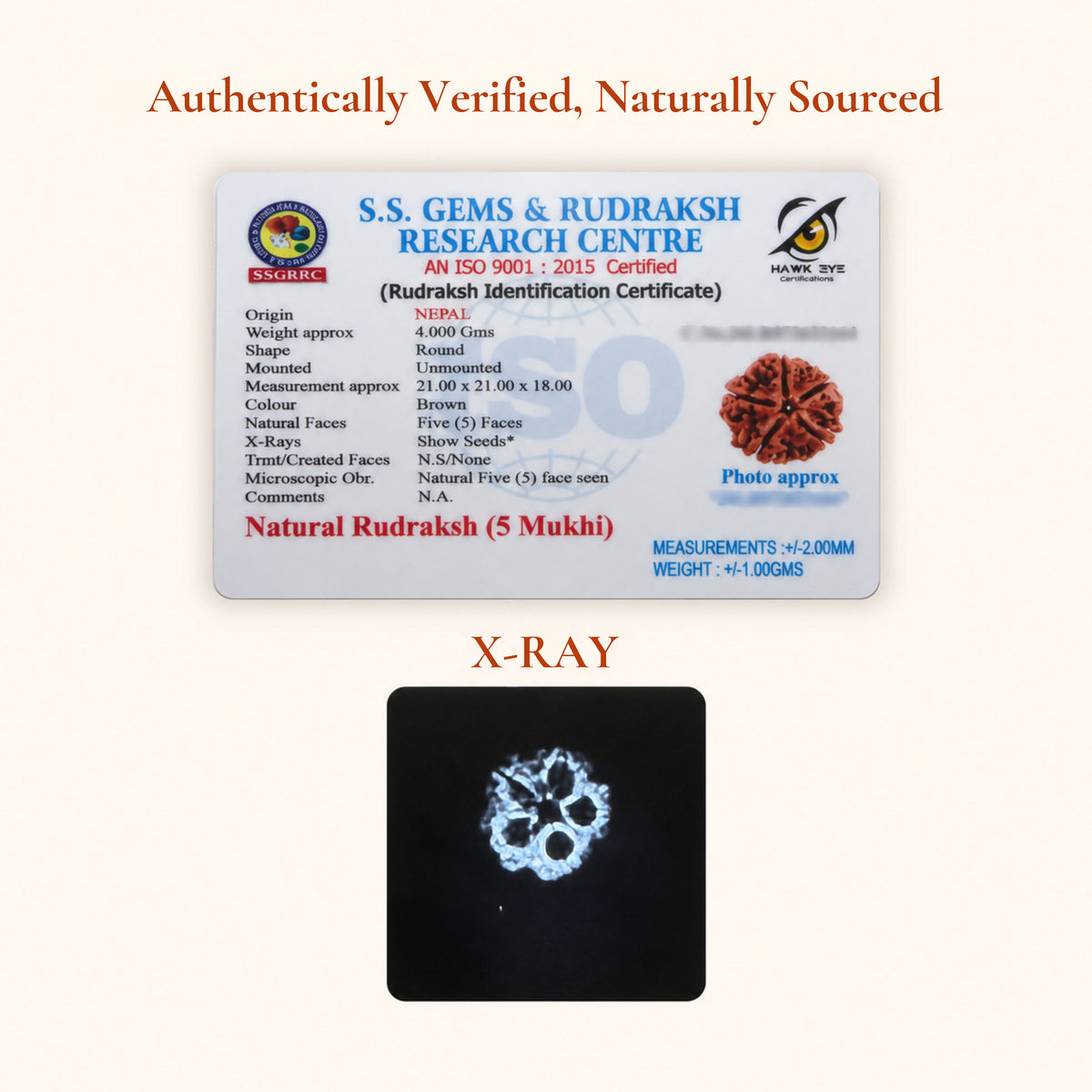 Panch Mukhi Rudraksha - Original with Certificate - Nepali