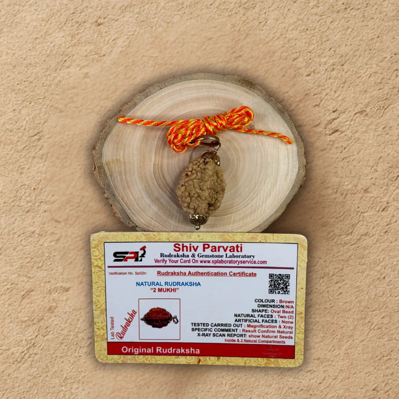 Two Mukhi Rudraksha - Original with Certificate - (Nepali/Indian) Dharmik